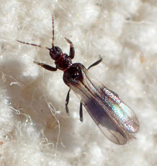 Orothrips kelloggi
