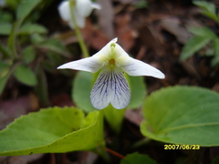 Viola grahamii