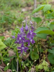 Delphinium tricorne, photograph (c) botanygirl, some rights reserved (CC BY)