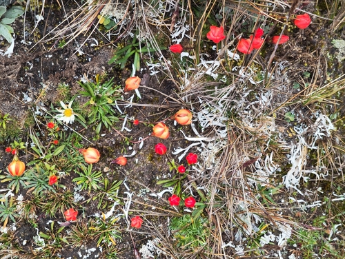 Gentianella scarlatina observed 2026-04-19