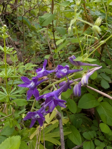 Delphinium tricorne, photograph 4