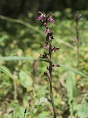Anacamptis collina, photograph (c) Daniel Cahen, some rights reserved (CC BY)