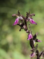 Anacamptis collina, photograph (c) Daniel Cahen, some rights reserved (CC BY)