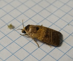 Athetis thoracica