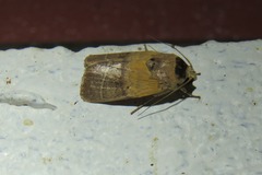 Athetis thoracica