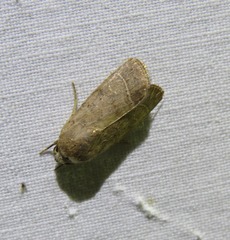 Athetis thoracica