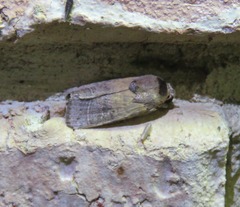 Athetis thoracica