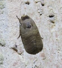 Athetis thoracica