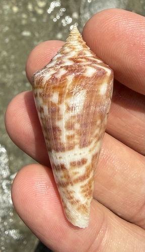 Conus recurvus, 2026-04-19