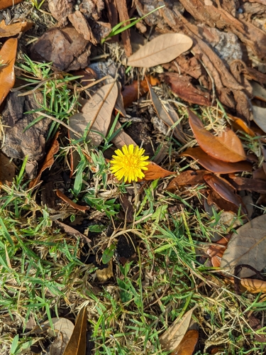 Taraxacum officinale image