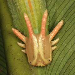 Opsiphanes bogotanus