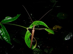 Pseudophasma flavicorne