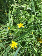 Ficaria verna