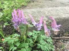 Corydalis solida
