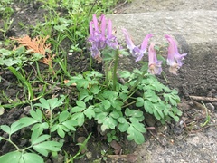 Corydalis solida