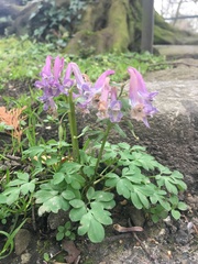 Corydalis solida