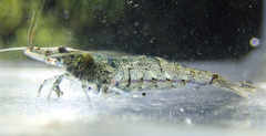Neocaridina