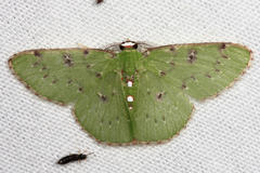 Lissochlora manostigma