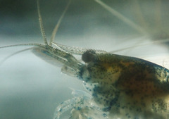 Neocaridina