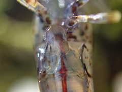 Neocaridina