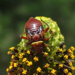 Calocoris barberi