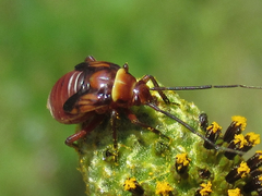 Calocoris barberi