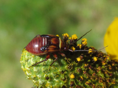 Calocoris barberi