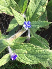 Pentaglottis sempervirens