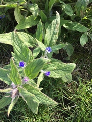 Pentaglottis sempervirens