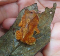 Proceratophrys laticeps