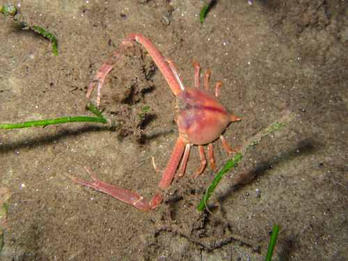 Myra fugax observed 2004-04-19