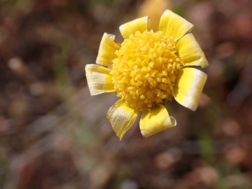 Crocidium multicaule, photograph 4