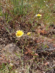 Crocidium multicaule, photograph (c) elik03, some rights reserved (CC BY)