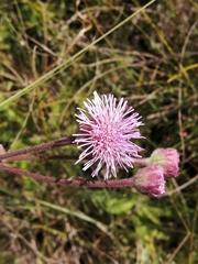Campuloclinium macrocephalum