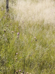 Campuloclinium macrocephalum