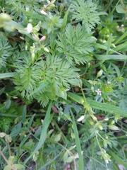 Torilis nodosa