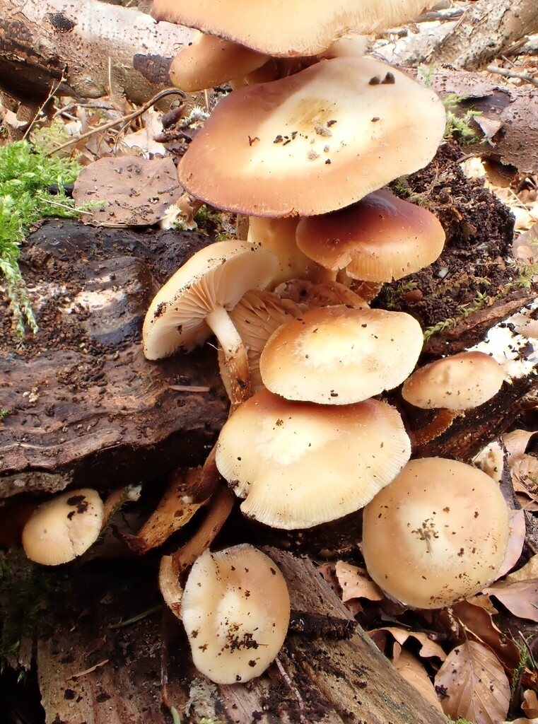 Kuehneromyces mutabilis · April 2026 · photo: © anita712 (iNaturalist, cc0)