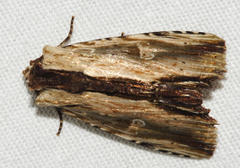 Antachara diminuta