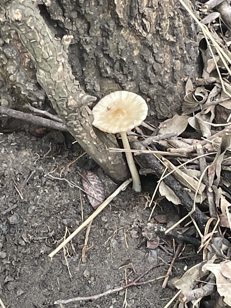 Beech Rooter Beech Rooter from Nate Range, San Antonio, TX, US on April 19, 2026 at ...