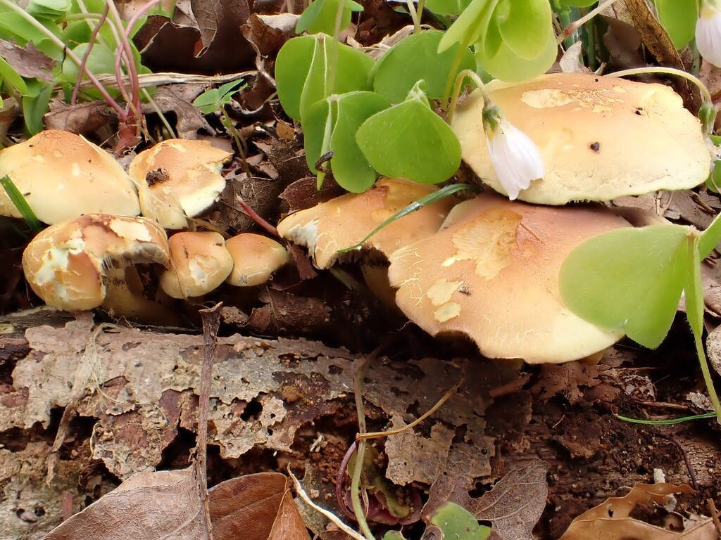 Hypholoma fasciculare · April 2026 · photo: © anita712 (iNaturalist, cc0)