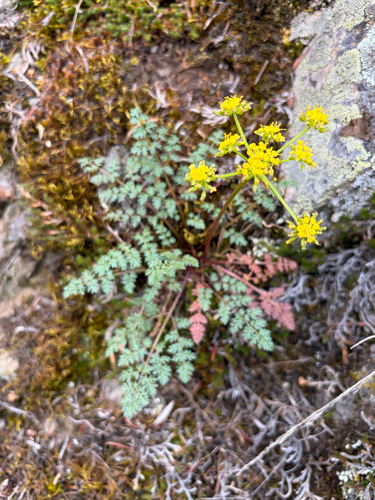 Lomatium serpentinum observed 2026-04-18