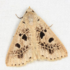 Herminodes atrosignata