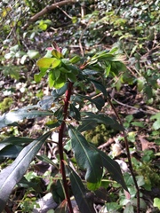 Euphorbia amygdaloides