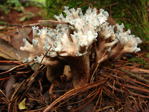 Phaeoclavulina cyanocephala