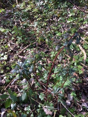 Euphorbia amygdaloides