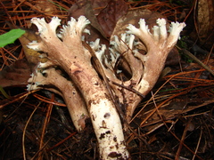 Phaeoclavulina cyanocephala