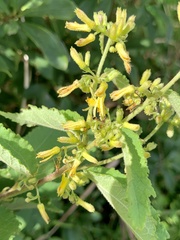 Triumfetta annua