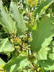 Triumfetta annua