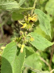 Triumfetta annua