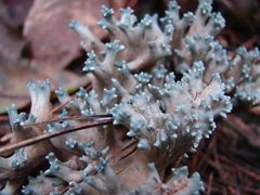 Phaeoclavulina cyanocephala